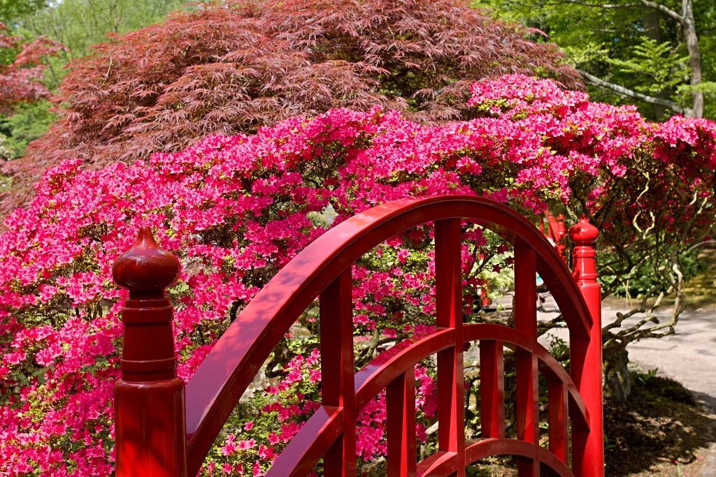 Japanse tuin belgie hasselt koivissen gele Iris ensata koi Cyprinus carpio lente bloesem kersenbloesem voorjaar